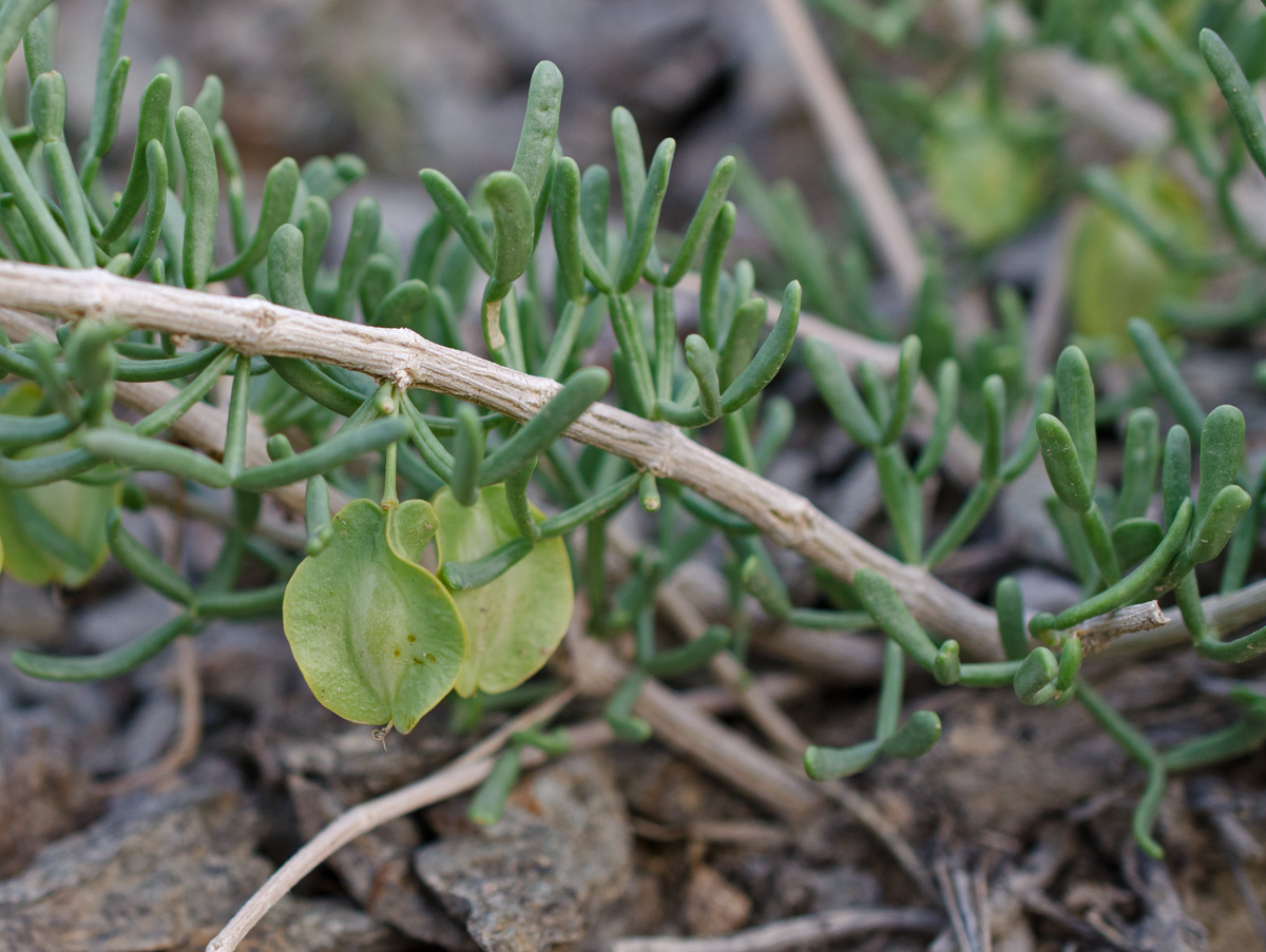 Zygophyllum darvasicum